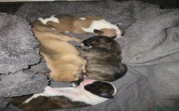 American Bulldog dogs for sale: American bulldog pups for sale - Image 4