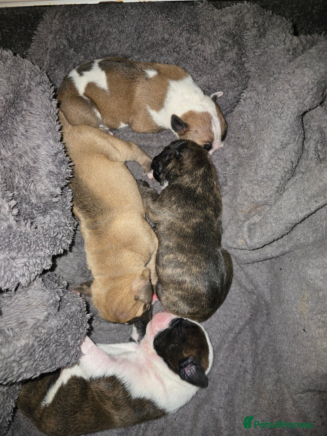 American Bulldog dogs for sale: American bulldog pups for sale - Image 4