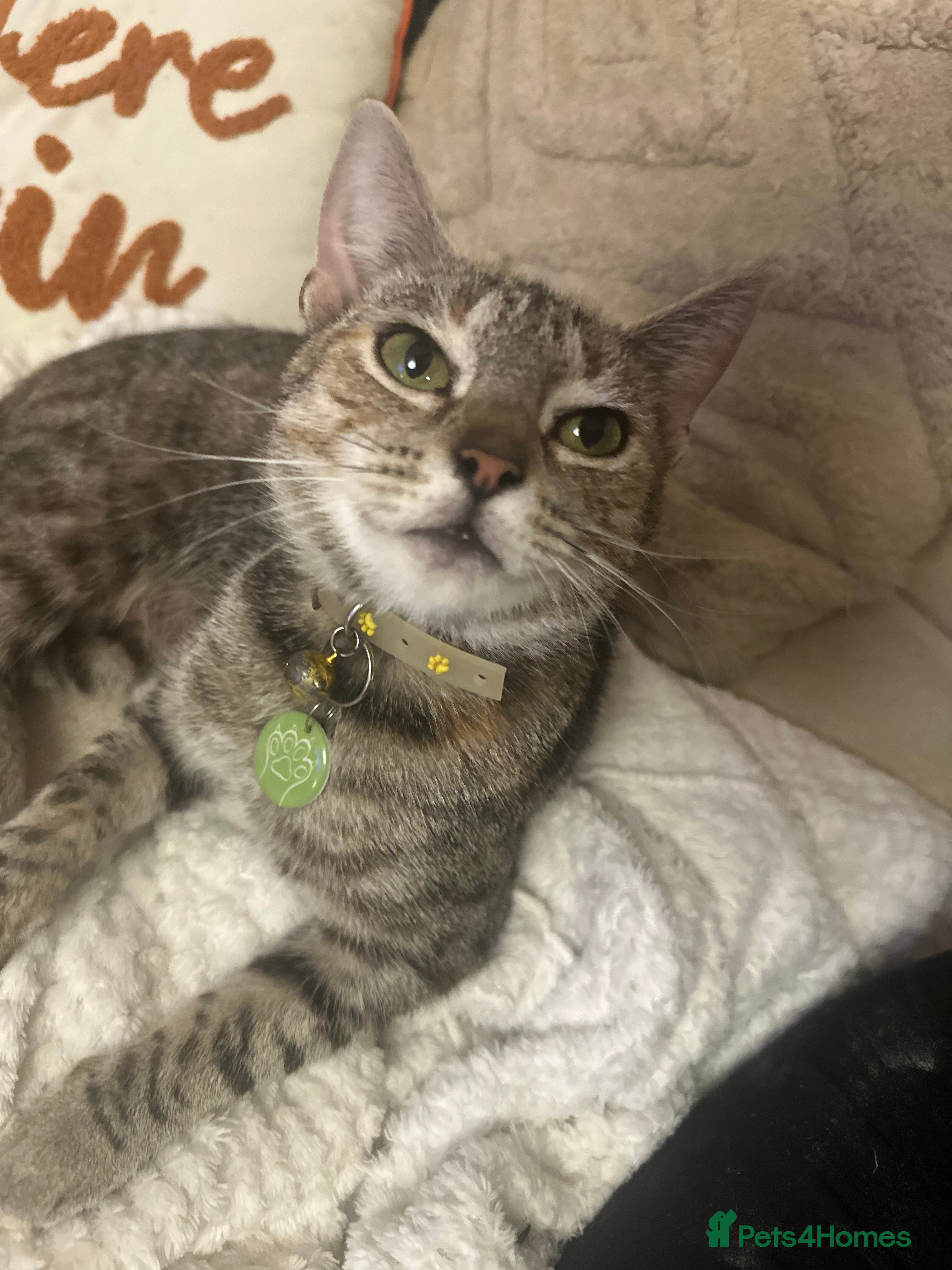 Mixed Breed cats Young female  - Advert 3