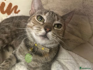 Mixed Breed cats Young female - Advert 4