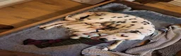 Dalmatian dogs for sale: Perdi's litter in Yeovil - Advert 16