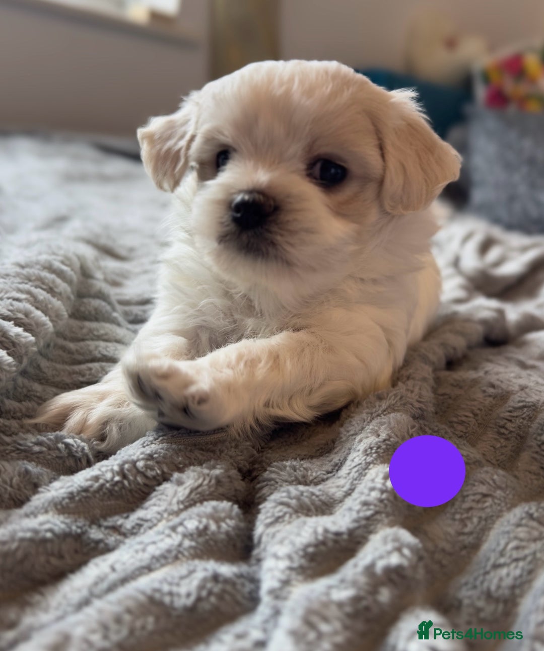 Maltese dogs for sale: Cute Maltese Puppies Looking for Loving Homes🇬🇧  - Image 18