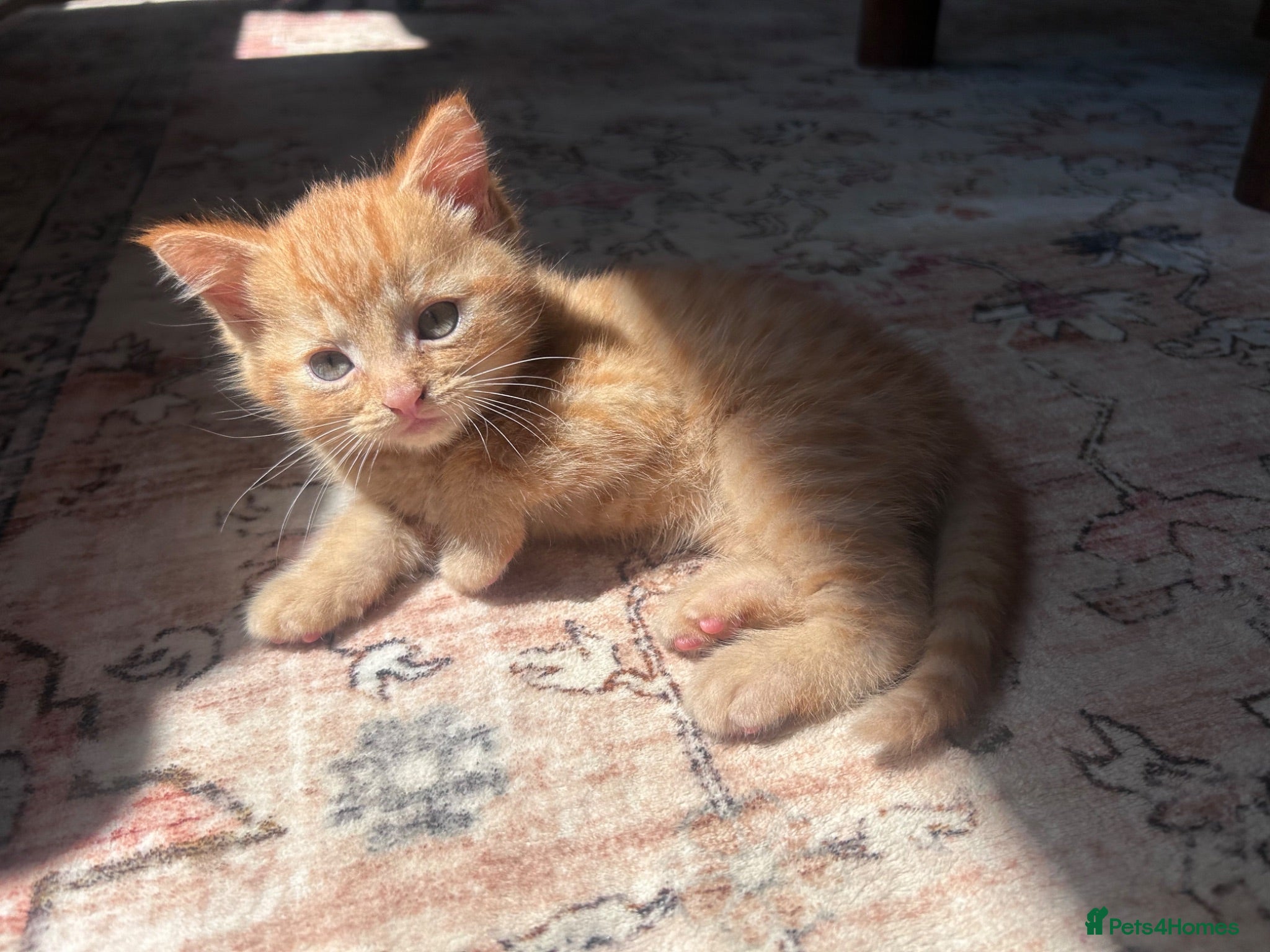 Maine Coon cats Main Coon Cross kittens - Advert 1