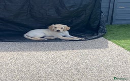 Golden Retriever dogs for sale: Beautiful KC reg Fluffy Golden Retriever Puppies - Image 2