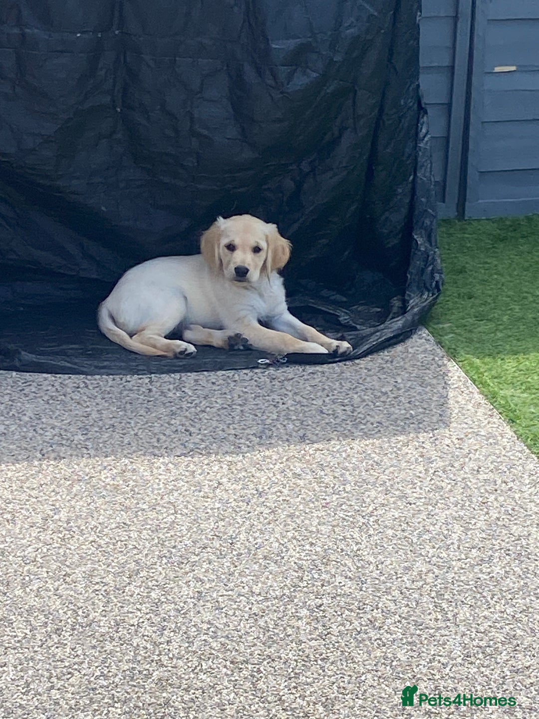 Golden Retriever dogs for sale: Beautiful KC reg Fluffy Golden Retriever Puppies - Image 2