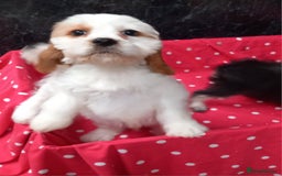 Cavapoo dogs for sale: Adorable cavapoo pups for sale - Image 2