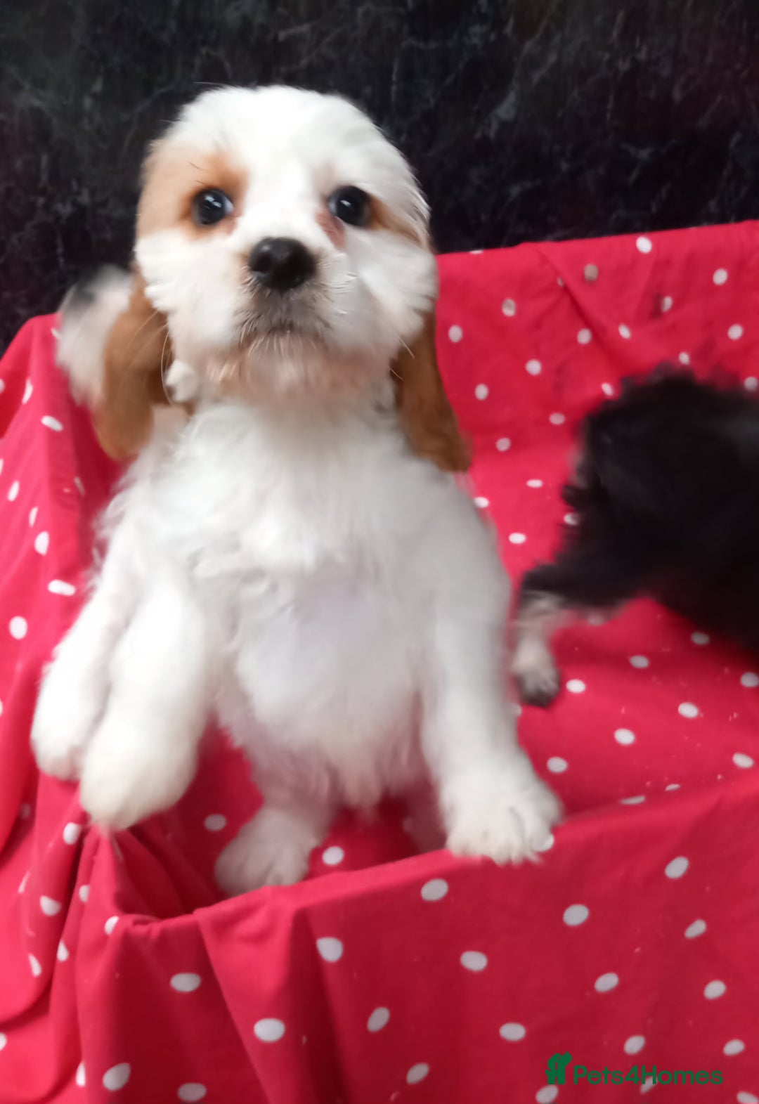 Cavapoo dogs for sale: Adorable cavapoo pups for sale - Image 2