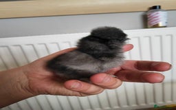 Chickens poultry for sale: USA silkie, jumbo coturnix, celadon quails - Image 37