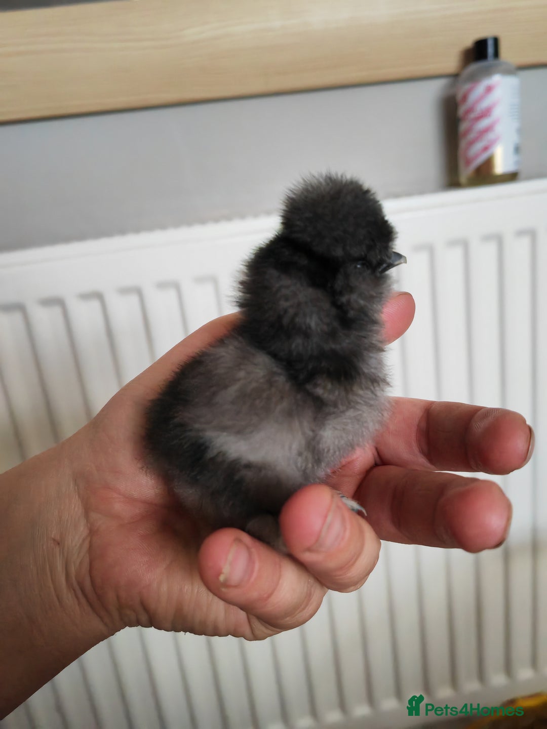 Chickens poultry for sale: USA silkie, jumbo coturnix, celadon quails - Image 37