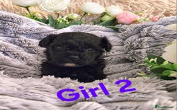 Shihpoo dogs for sale: Shihpoo Shih Tzu x Poodle (Shoodle) Puppies - Image 4