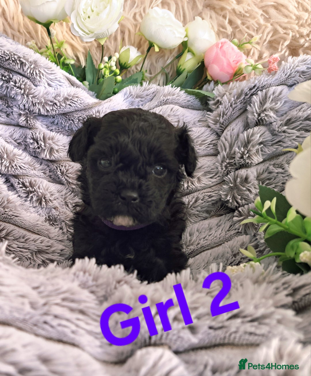 Shihpoo dogs for sale: Shihpoo Shih Tzu x Poodle (Shoodle) Puppies - Image 4