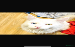 Maine Coon cats for stud: STUD Rare Maine Coon - Image 1