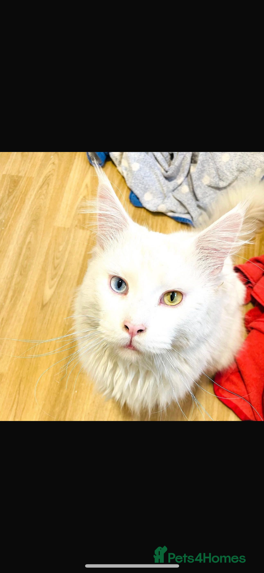 Maine Coon cats for stud: STUD Rare Maine Coon - Image 1