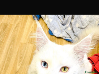 Maine Coon cats - Advert 8