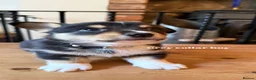 Welsh Corgi Cardigan dogs for sale: 🐶 3 pups left 🐶 Cardigan Corgi puppies 🐾 - Advert 40