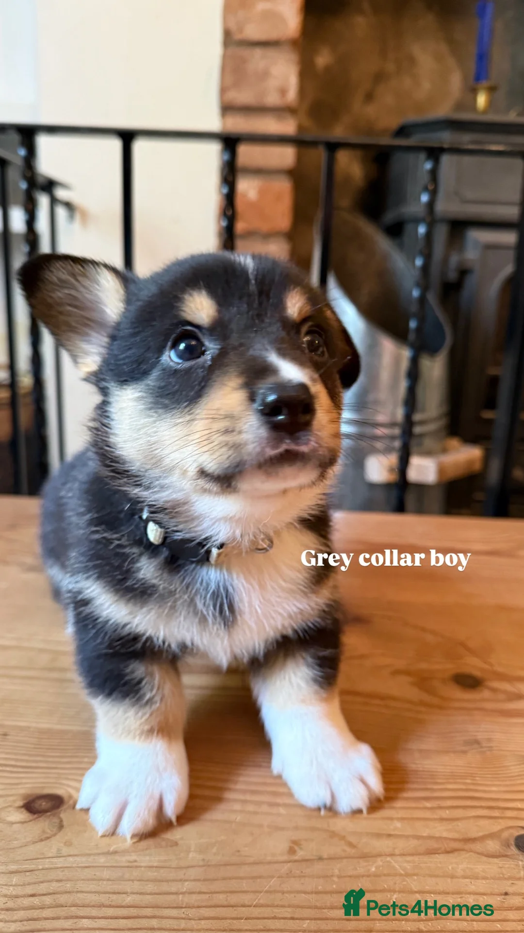 Welsh Corgi Cardigan dogs for sale: 🐶 3 pups left 🐶 Cardigan Corgi puppies 🐾 - Advert 40