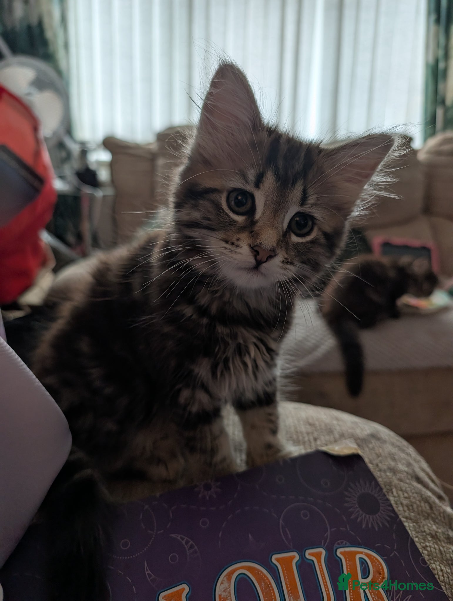 Mixed Breed cats for sale: 3 beautiful kittens ready for their forever home - Advert 8
