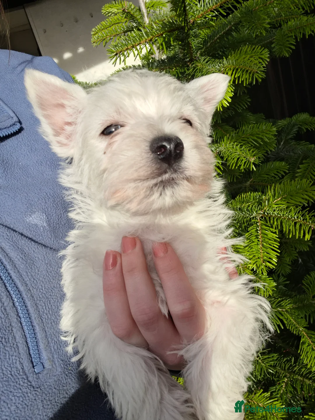 West Highland Terrier dogs for sale: Beautiful westies available - Advert 1