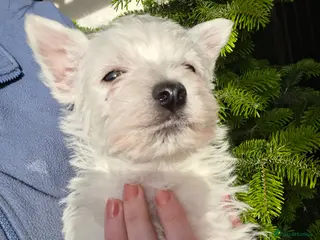 West Highland Terrier dogs Beautiful westies available - Advert 1