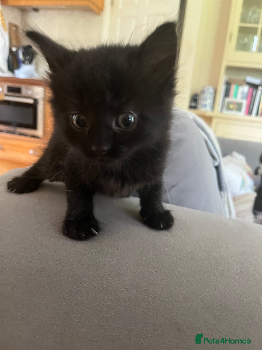 Domestic Shorthair cats for sale: Kittens for sale £120 - Image 9