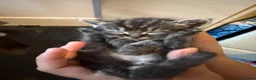 Persian cats for sale: Persian Black Mix  - Advert 4