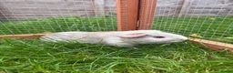 Guinea Pig rodents for sale: Baby guinea pig! - Advert 3