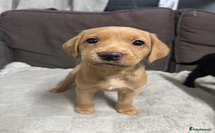 Labrador Retriever dogs Labrador Puppies For Sale  - Advert 11