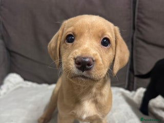 Labrador Retriever dogs Labrador Puppies For Sale - Advert 17