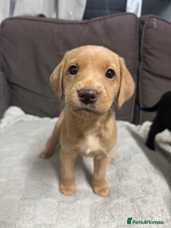 Labrador Retriever dogs Labrador Puppies For Sale - Advert 11