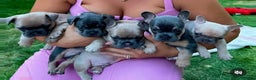 French Bulldog dogs for stud: 🔥 PLATINUM LILAC & TAN FLUFFY - WELL PROVEN- KC   in Blackpool - Advert 29