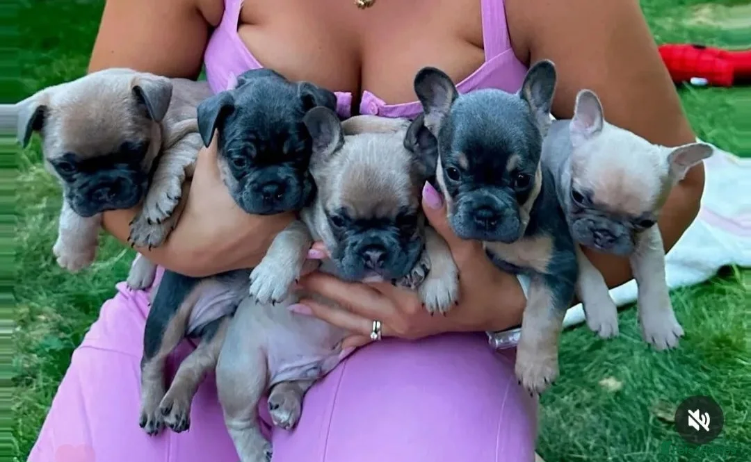 French Bulldog dogs for stud: 🔥 PLATINUM LILAC & TAN FLUFFY - WELL PROVEN- KC   in Blackpool - Advert 29