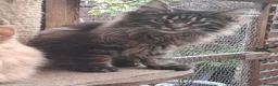 Maine Coon cats for sale: Maine coon xl pedigree active - Advert 1