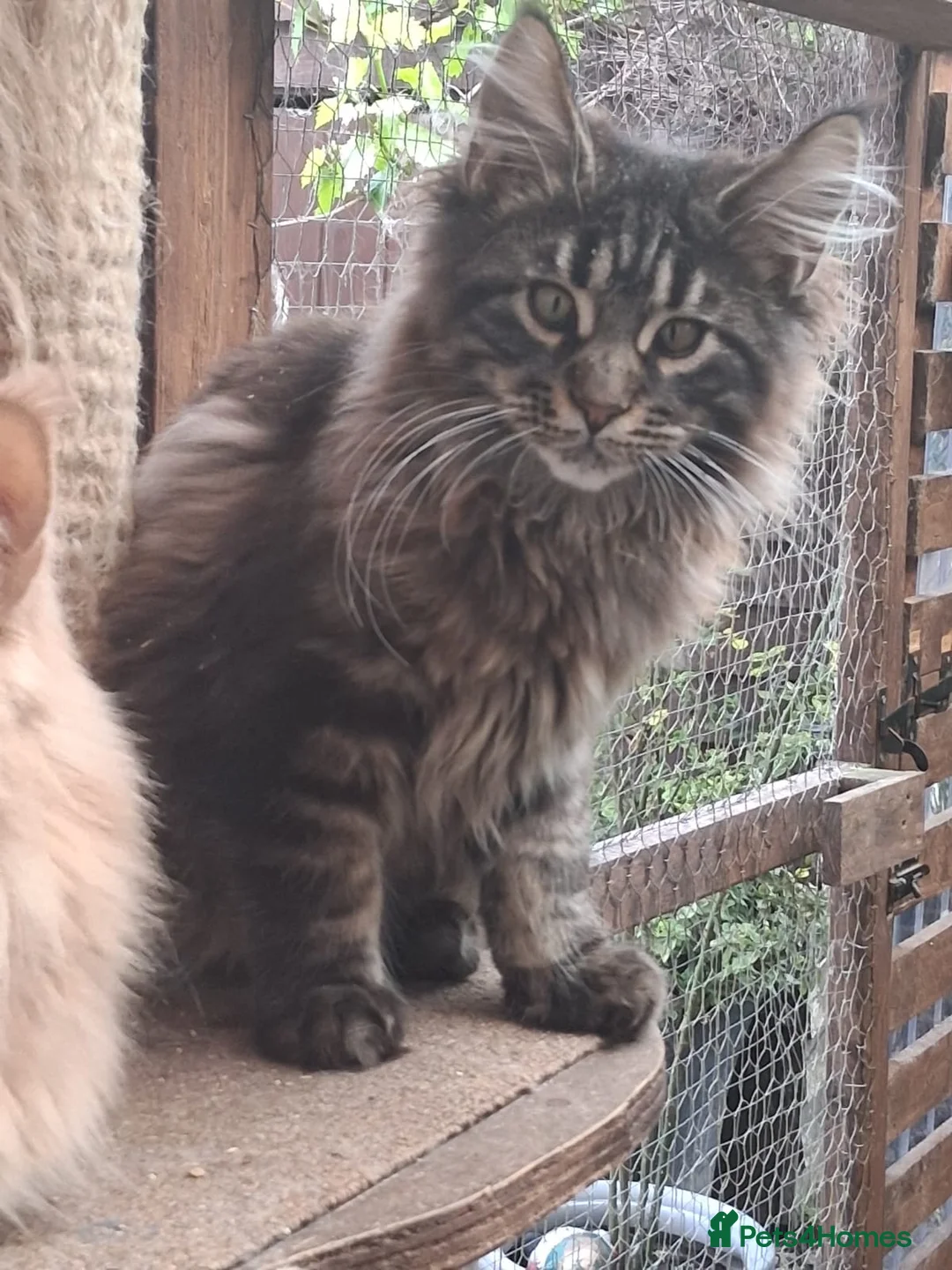 Maine Coon cats for sale: Maine coon xl pedigree active - Advert 1