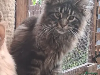 Maine Coon cats Maine coon xl pedigree active - Advert 1