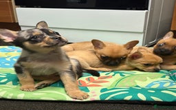 Mixed Breed dogs for sale: FrenchieXPomeranian  - Image 26