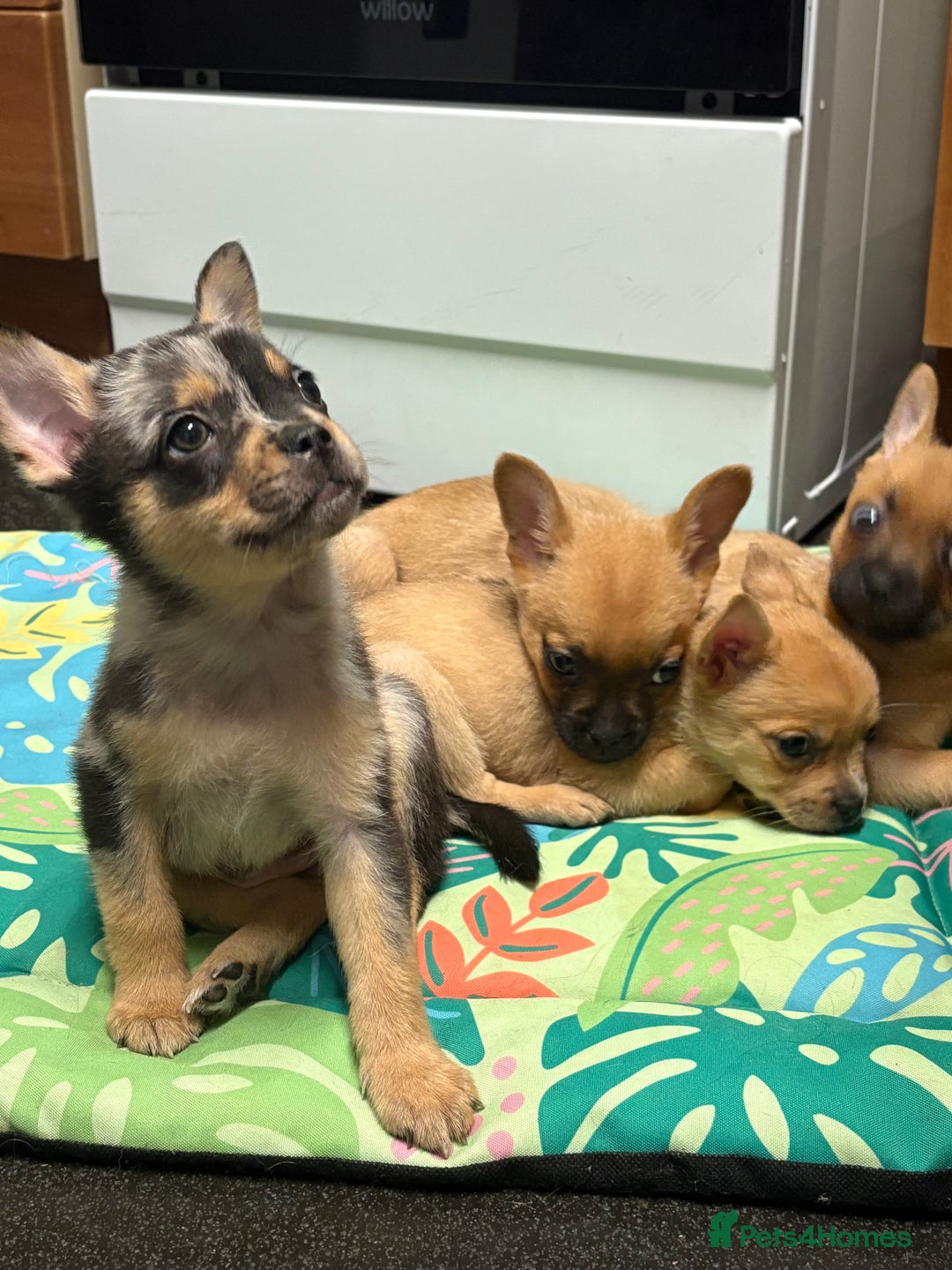 Mixed Breed dogs for sale: FrenchieXPomeranian  - Image 26