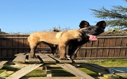 Belgian Shepherd Dog dogs for sale: For sale Belgian Malinios  - Image 2