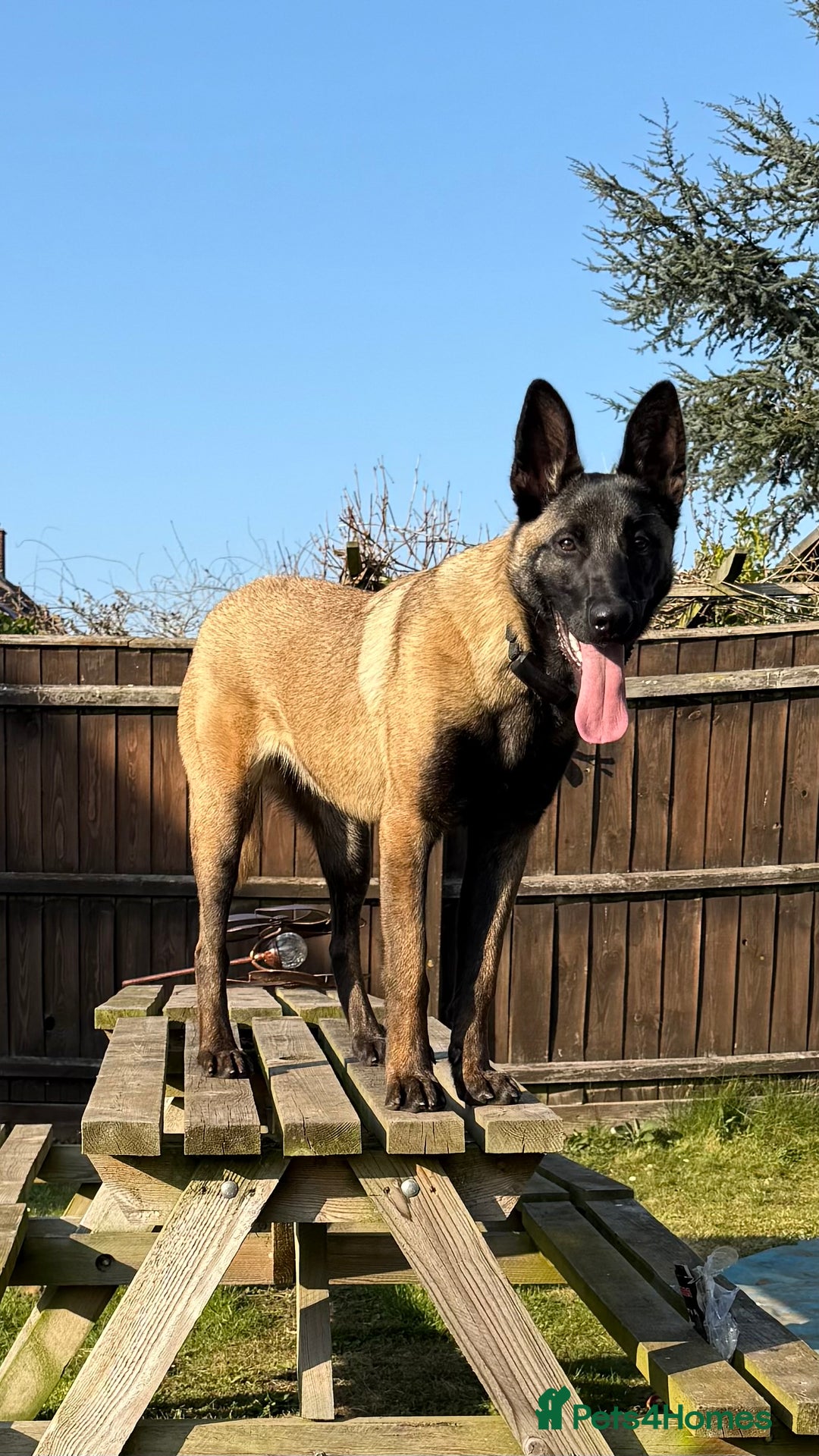 Belgian Shepherd Dog dogs for sale: For sale Belgian Malinios  - Image 2