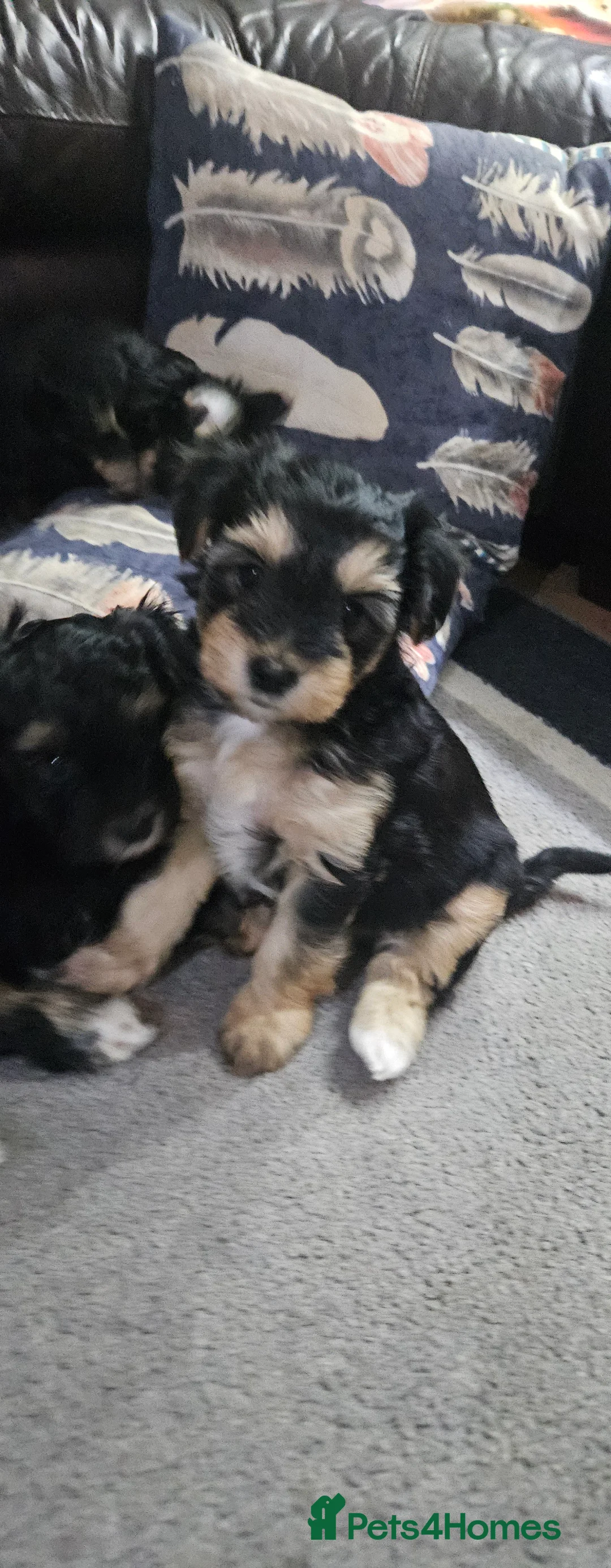 Mixed Breed dogs for sale: Yorkshire terrier X puppies  - Advert 21