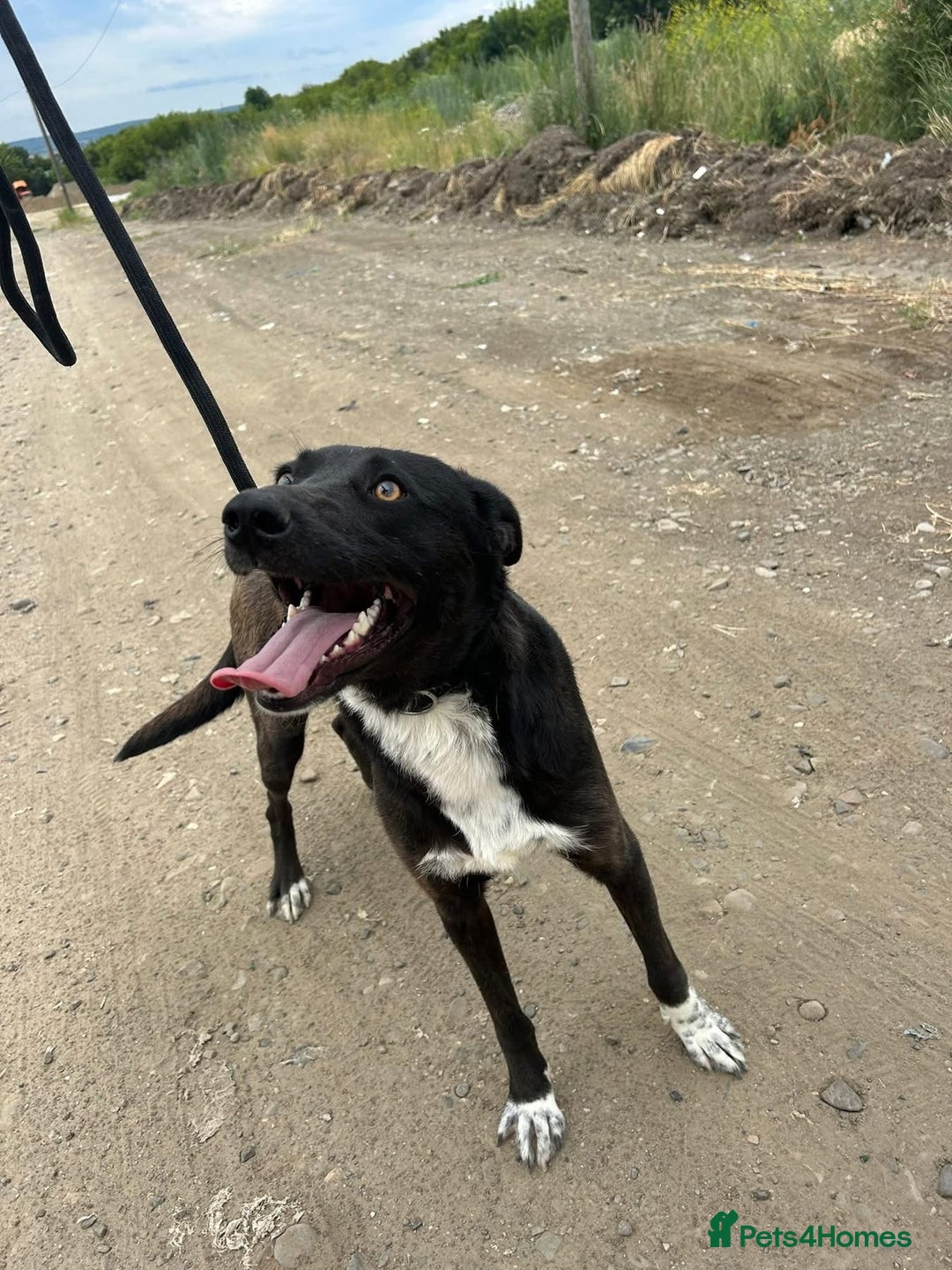Mixed Breed dogs for adoption: Bethany -Norwich Norfolk  - Image 15