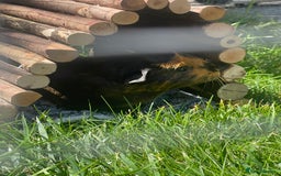 Guinea Pig rodents for sale: Two bonded female guinea pigs - Image 4