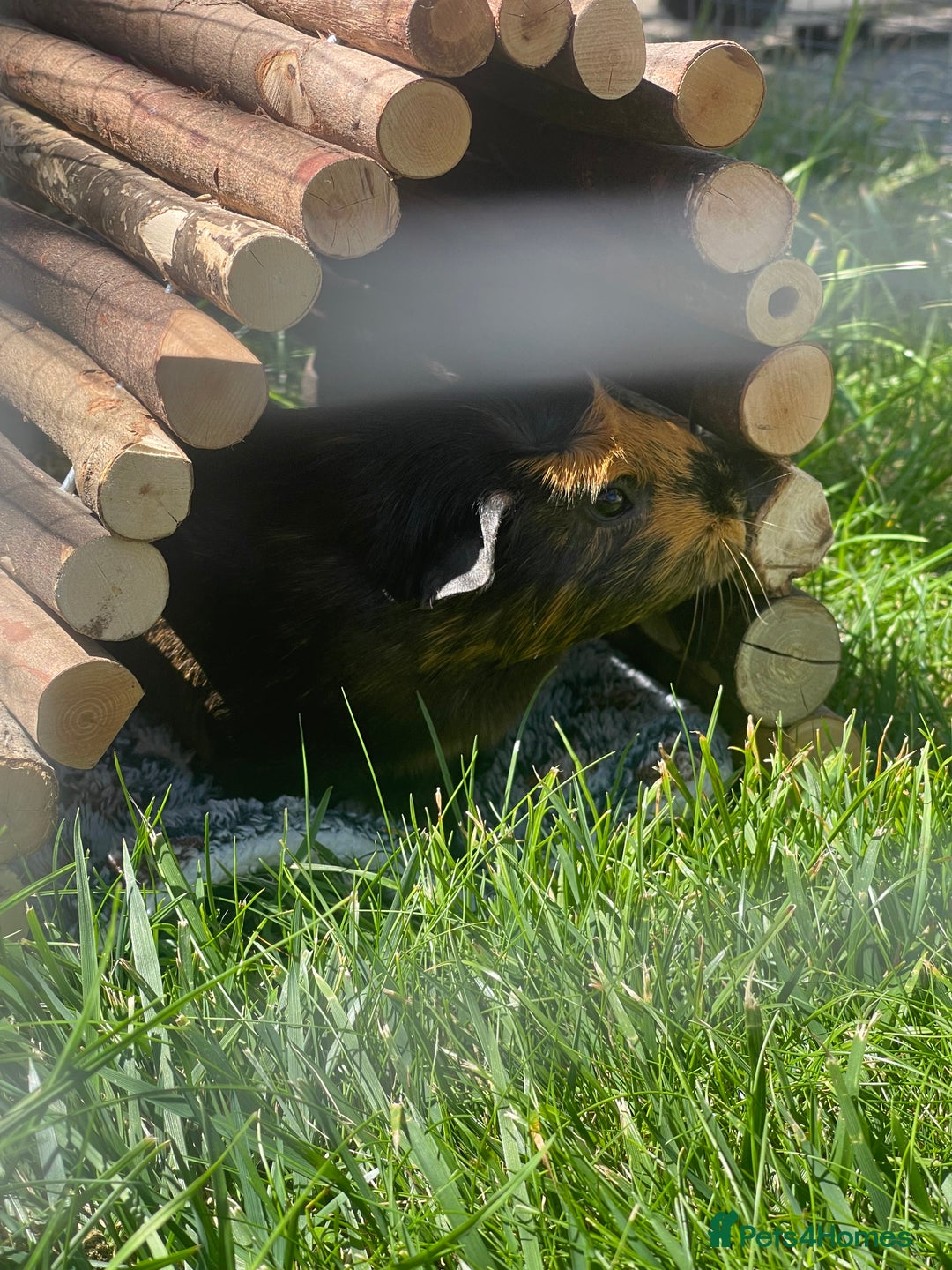 Guinea Pig rodents for sale: Two bonded female guinea pigs - Image 4