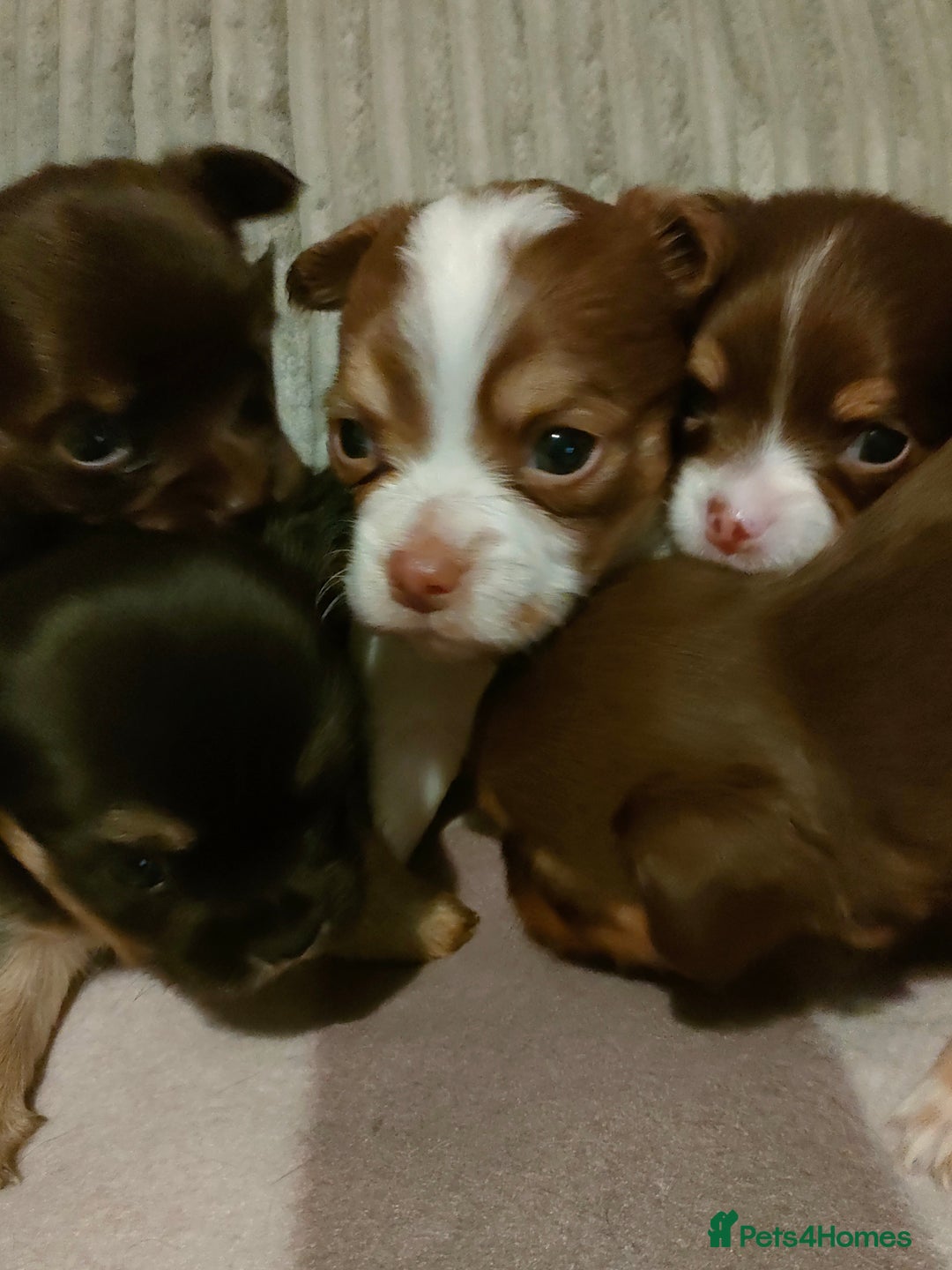 Chihuahua dogs for sale: Chihuahua puppies for sale - Advert 4