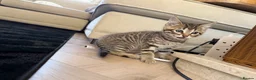 Bengal cats for sale: Beautiful x bengals ready to be rehomed - Advert 8