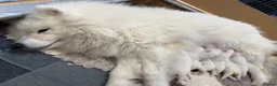 Samoyed dogs for sale: Two Samoyed Boys from Health-Tested KC Parents - Advert 6