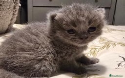 British Shorthair cats for sale: Beautiful British blue short haired kittens  - Image 6
