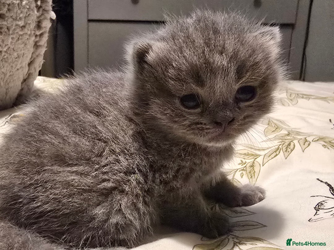 British Shorthair cats for sale: Beautiful British blue short haired kittens  - Image 6