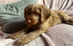 Cockapoo dogs for sale: Rare F1 apricot/ red fox DNA PRCD-PRA clear - Image 27