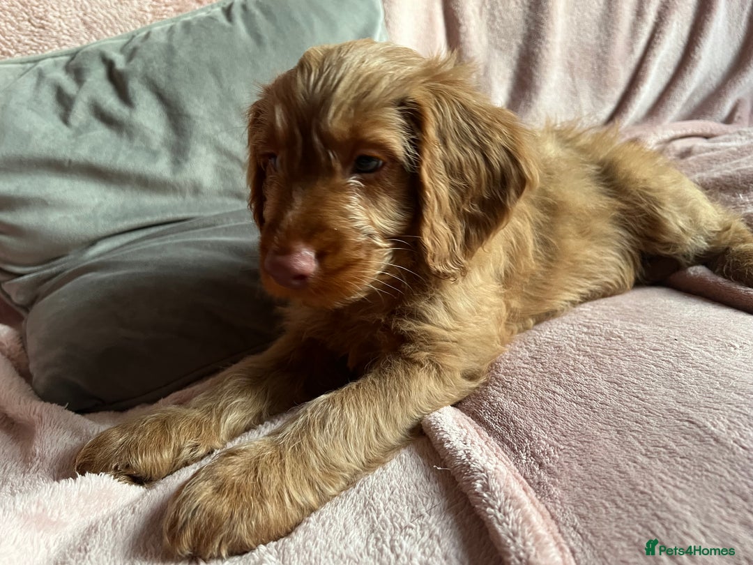 Cockapoo dogs for sale: Rare F1 apricot/ red fox DNA PRCD-PRA clear - Image 27