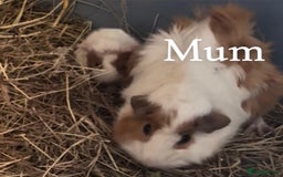Guinea Pig rodents for sale: Gorgeous Baby Piggies 3 x Girls - Image 13
